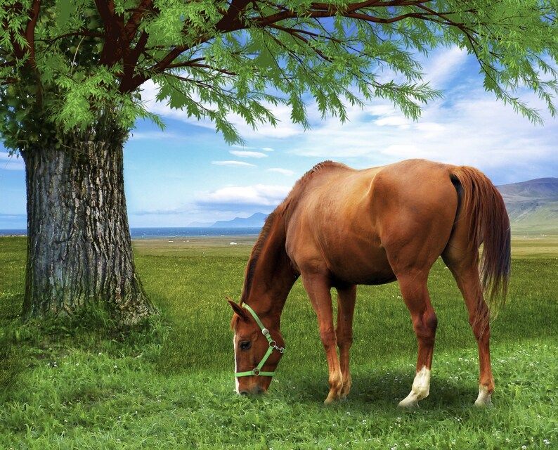 Horse & Tree Farm Pasture Field Scene Panel 36" David Textiles Cotton Fabric DT-AL-3975-9C-1