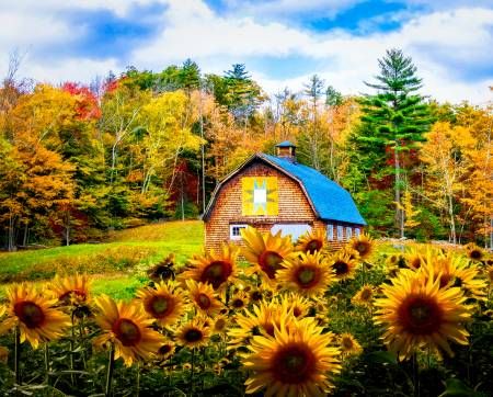 Autumn Sunflower Farm Panel 36" Four Seasons Collection David Textiles Cotton fabric DT-AL-5778-2C-1