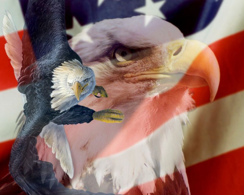 Heritage 2 Eagle and Flag Patriotic Panel 35" Panel David Textiles Cotton Fabric DT AL-3782-9C-1 Multi