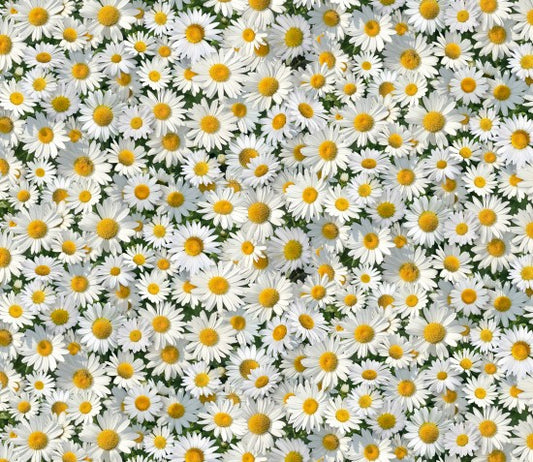 Daisies Packed Landscape Medley Birdbath Gathering Elizabeth's Studio Cotton Fabric ES-656 White