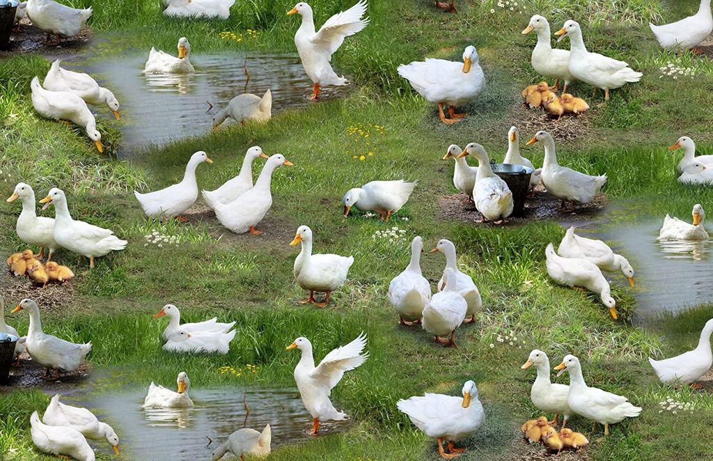 Ducks grass field green Farm Animals Elizabeth's Studio Cotton Fabric ES 651 Green