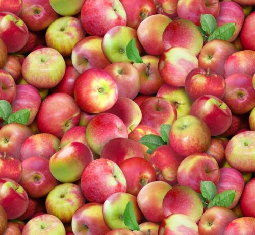 Food Festival Packed Apples Multi Elizabeth's Studio Cotton Fabric