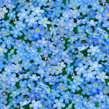 Forget Me Not Flowers Blue Elizabeth's Studio Cotton Fabric