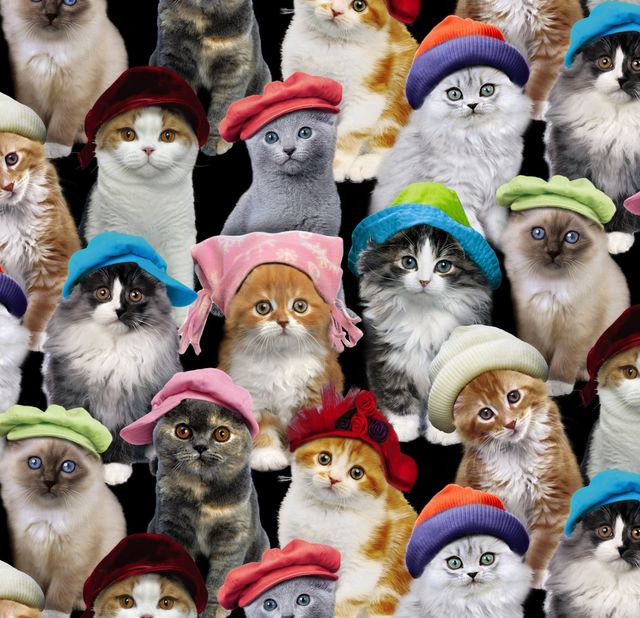 Adorable Pets Kittens Hats Black Elizabeth's Studio Cotton Fabric