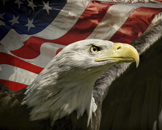 Looking Far Panel 36" Eagle and American US Flag Patriotic David Textiles Cotton Fabric DT-AL-3737-9C-1