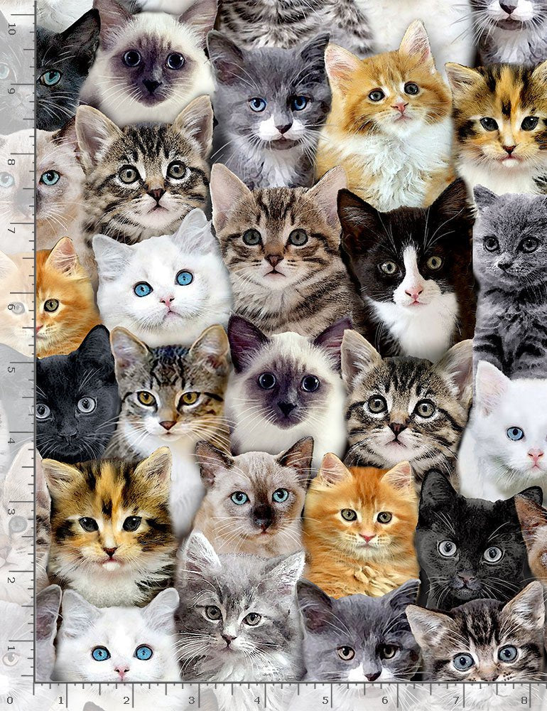 Meow You Doing Packed Mixed Breeds of Cats Multi Timeless Treasures Cotton Fabric TT-CAT-CD8417-MULTI
