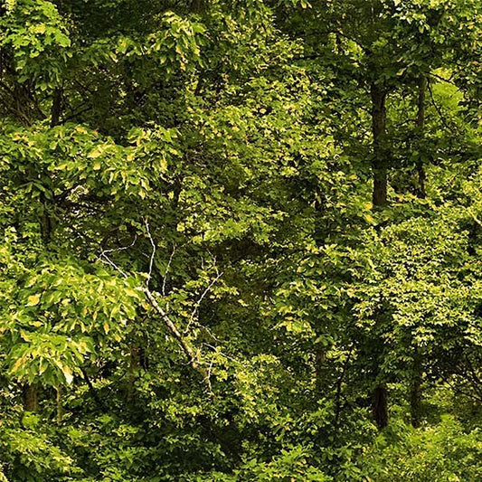 North Country Treelines Loden Darrell Bush Michael Miller Cotton Fabric MM-DDC12452-LODE-D