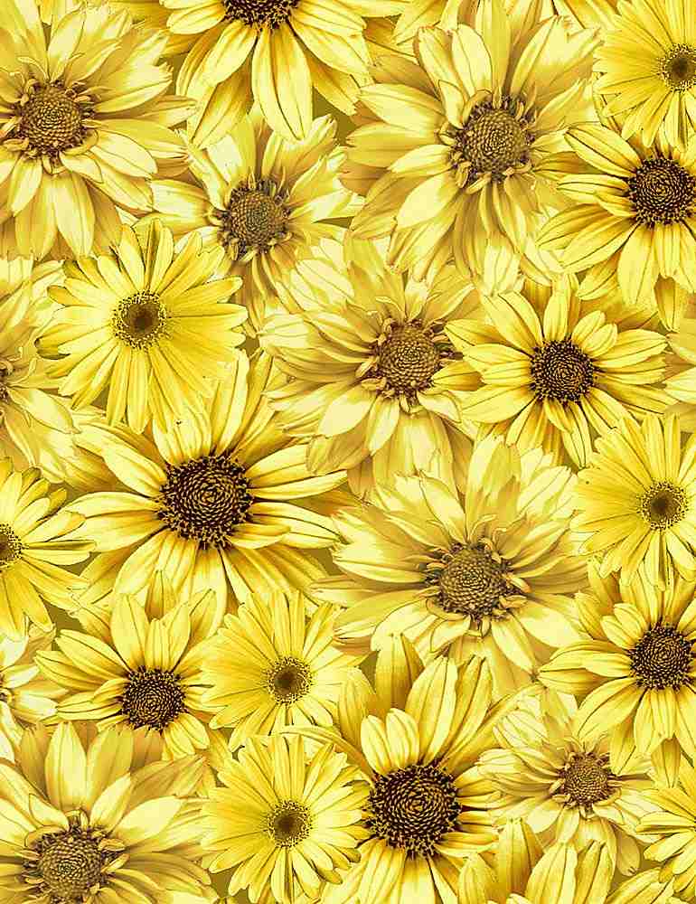 Queen Bee Packed Sunflowers Honey Timeless Treasures Cotton Fabric