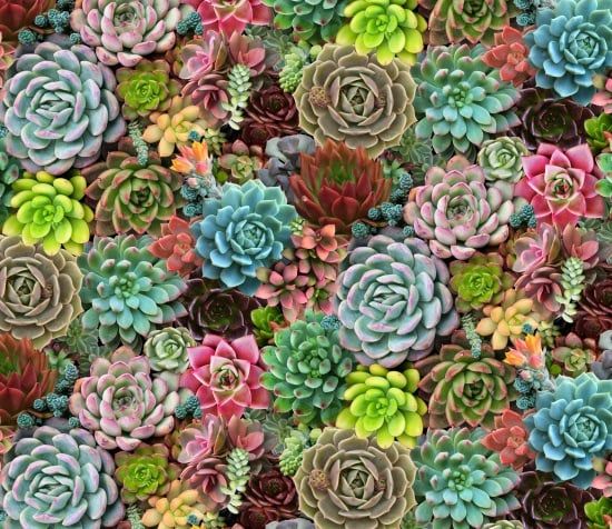 succulent fabric Succulent Charm Large Packed Succulents, Fabric by the Yard