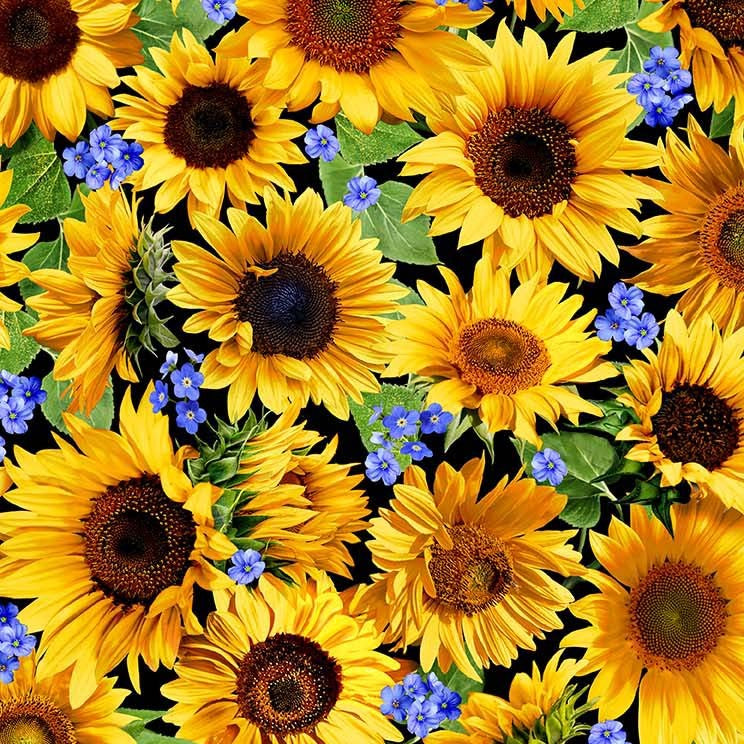 Summer Sunflower Meadow Black Michael Miller Cotton Fabric MM-DCX11677-BLAC-D