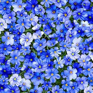 Summer Sunflower Promise Meadow Cobalt Blue Michael Miller Cotton Fabric MM-DCX11679-COBA-D