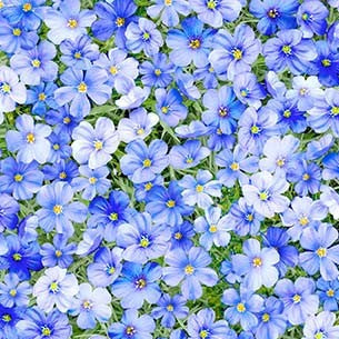 Summer Sunflower Promise Meadow Sky Blue Michael Miller Cotton Fabric MM-DCX11679-SKYX-D