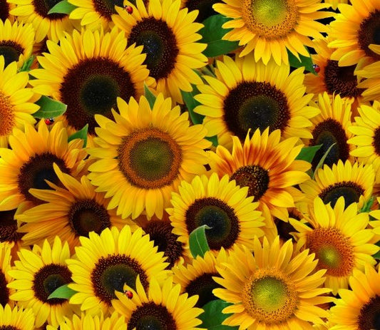 Sunflowers Packed Blooming Elizabeth's Studio Cotton Fabric ES-487 Yellow