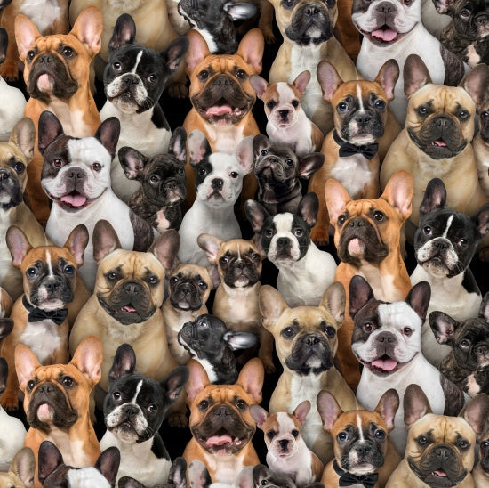 Best Friends Packed French Bulldogs Multi Elizabeth's Studio Cotton Fabric