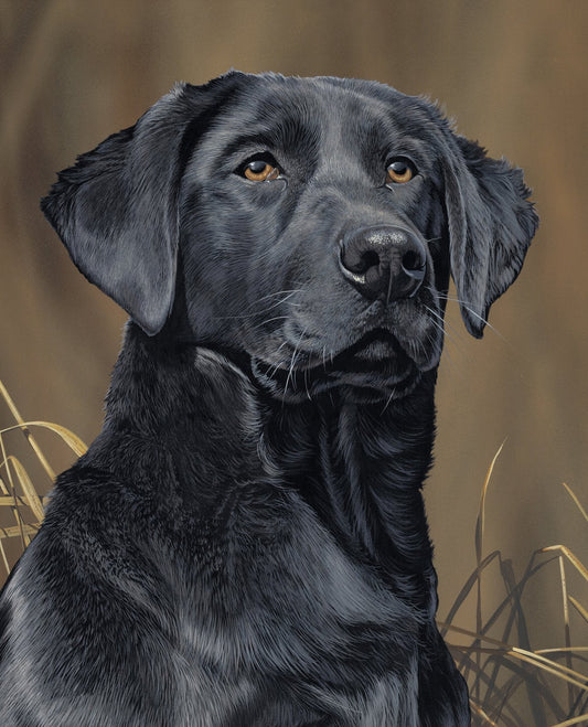 Black Labrador Dog Panel 35.5" David Textiles Cotton Fabric DT-ML-3488-2C-1