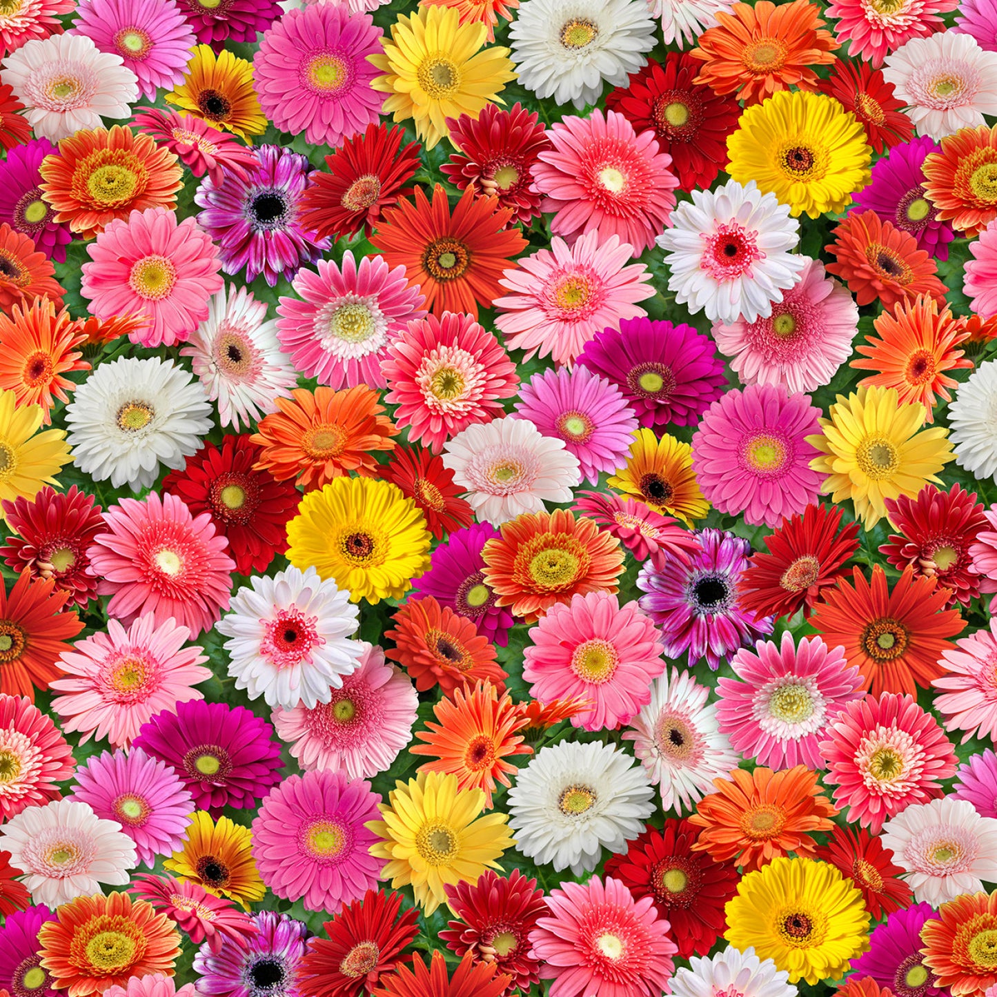 Burst of Color Gerbera Daisies Multi Elizabeth's Studio Cotton Fabric