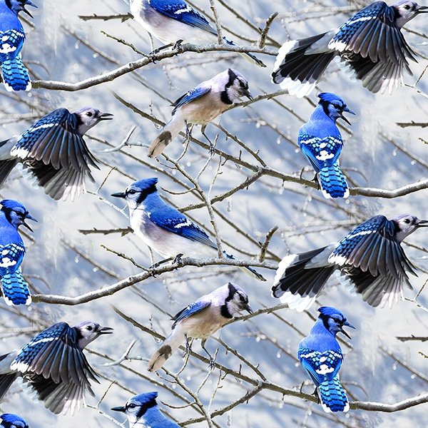 Call Of The Wild Blue Jays Branches Hoffman Cotton Fabric