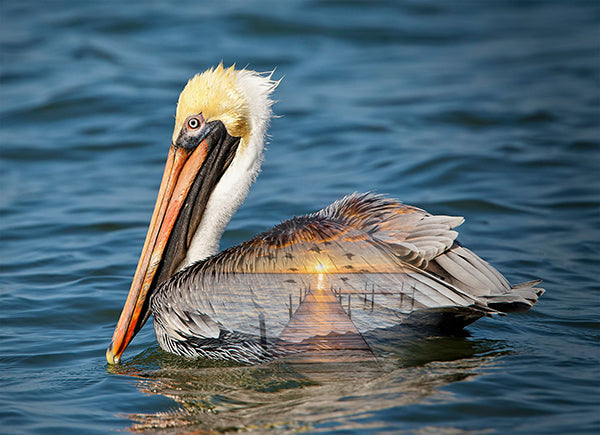 Call of the Wild Pelican Panel 30.5''x42'' Ocean Blue Hoffman Fabrics Cotton Fabric