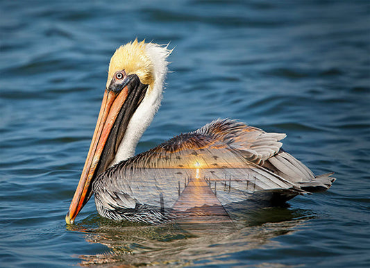 Call of the Wild Pelican Panel 30.5''x42'' Ocean Blue Hoffman Fabrics Cotton Fabric