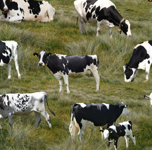 Cows Black and White Green Kennard & Kennard Cotton Fabric KK-0208-E