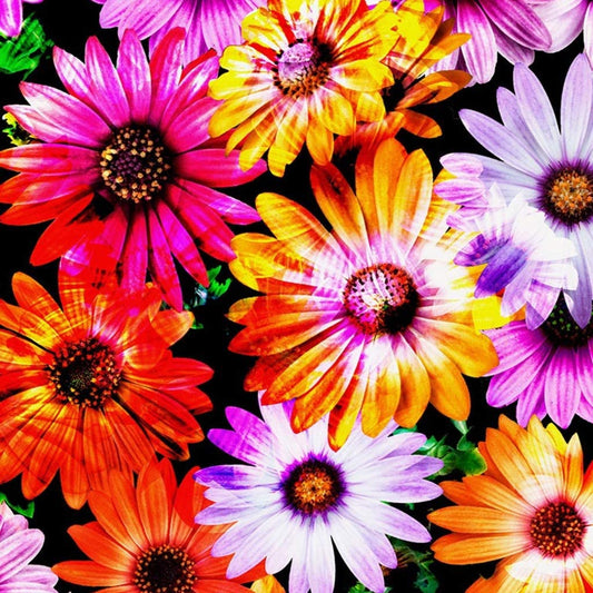 Daisies Electric Daisies Multicolor Black Nature Timeless Treasures Cotton Fabric