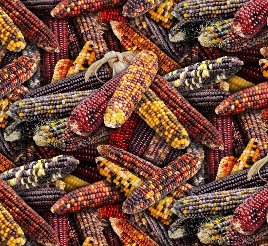 Food Festival - Native Corn Food Elizabeth's Studio Cotton Fabric