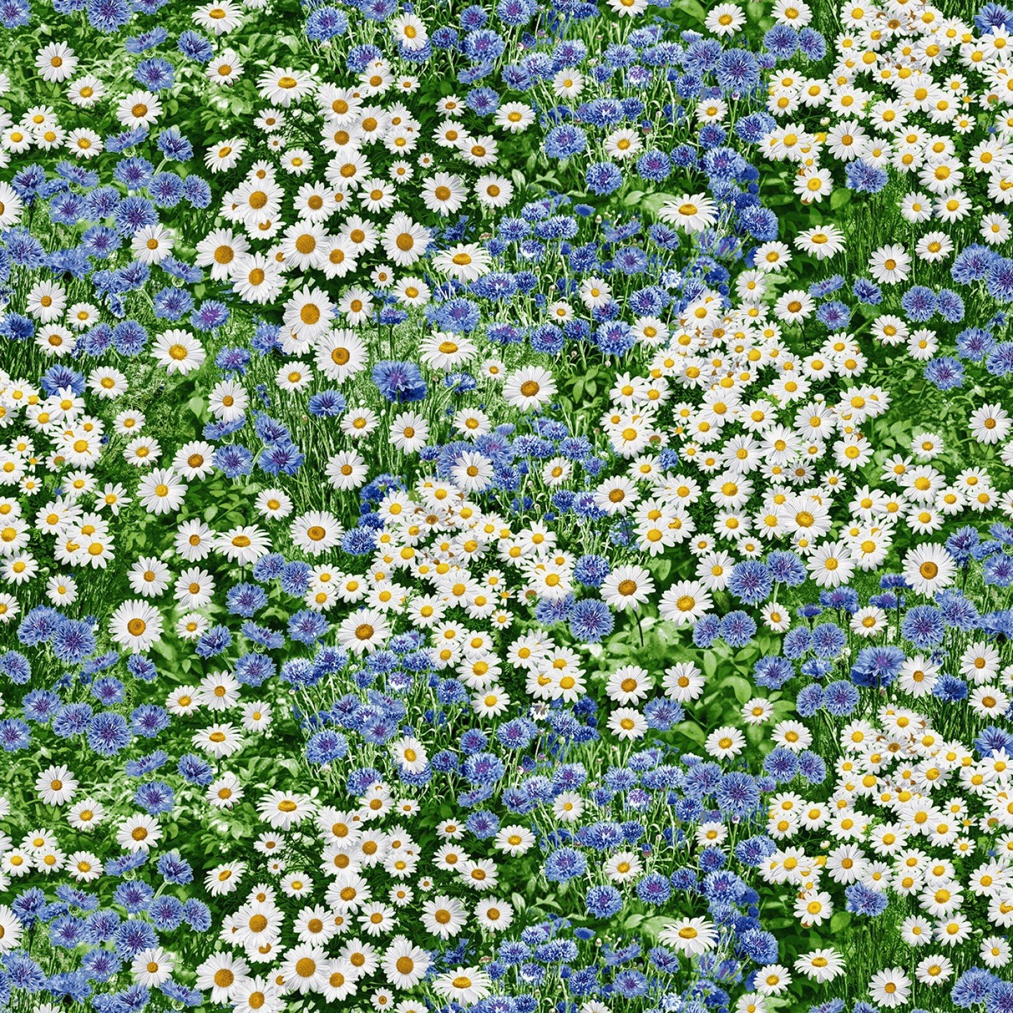 Freedom Farm Daisy Daisies Cornflowers Flower Fields Multi Timeless Treasures Cotton Fabric