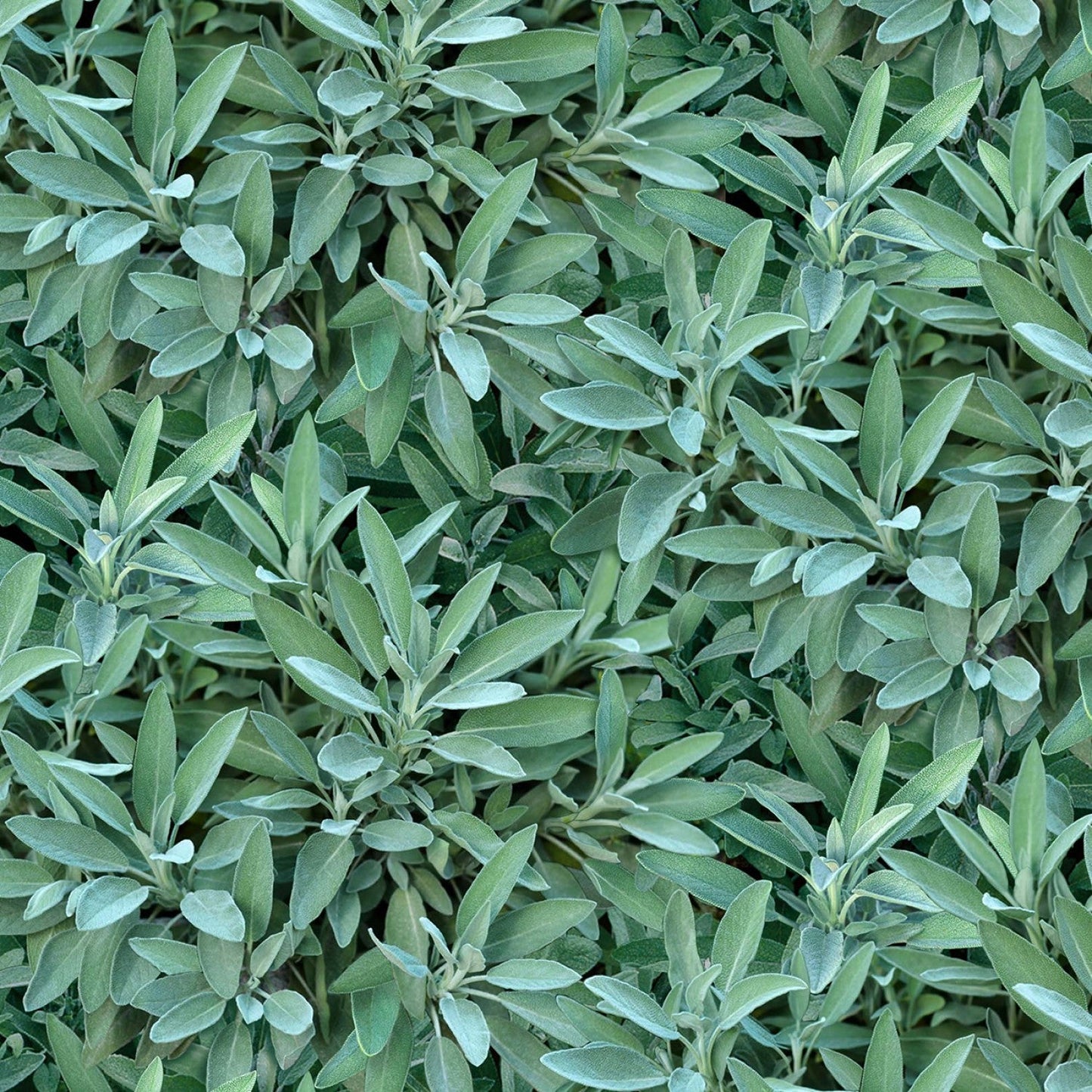 Landscape Medley Sage Allover Green Elizabeth's Studio Cotton Fabric