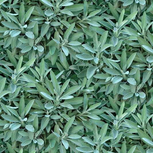 Landscape Medley Sage Allover Green Elizabeth's Studio Cotton Fabric