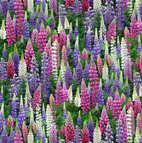 Lupines Perennial Flower Multi-colored Landscape Medley Elizabeth's Studio Cotton Fabric