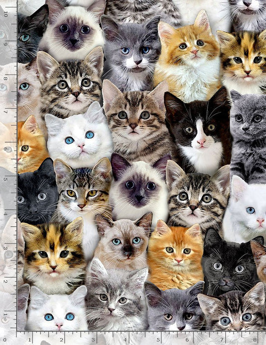 Meow You Doing Packed Mixed Breeds of Cats Multi Timeless Treasures Cotton Fabric TT-CAT-CD8417-MULTI