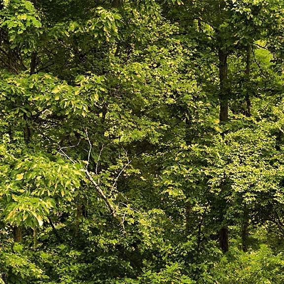 Darell Tree North Country Treelines Loden Darrell Bush Michael Miller Cotton Fabri ...