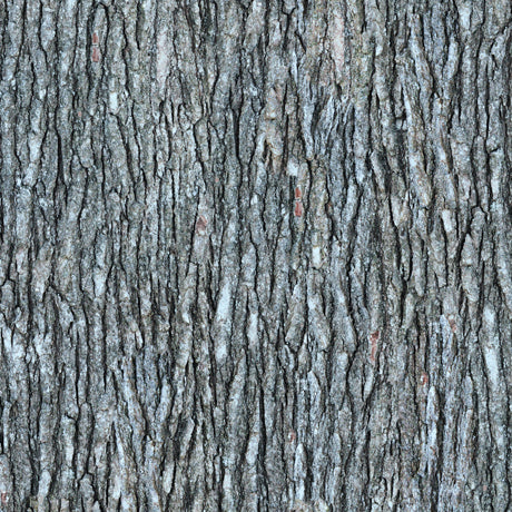 Open Air Tree Bark Gray Quilting Treasures Cotton Fabric