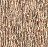 Open Air Tree Bark Light Brown Quilting Treasures Cotton Fabric