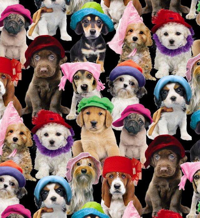 Adorable Pets Puppies Hat Black Elizabeth's Studio Cotton Fabric