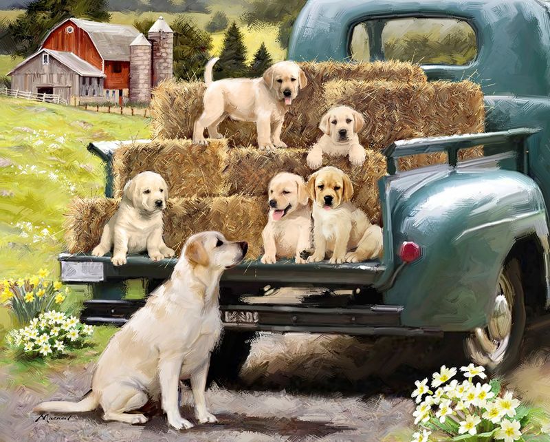 Pups Doggies Green Truck and Puppies Panel 35.5" David Textiles Cotton Fabric DT-AL-3783-9C-1
