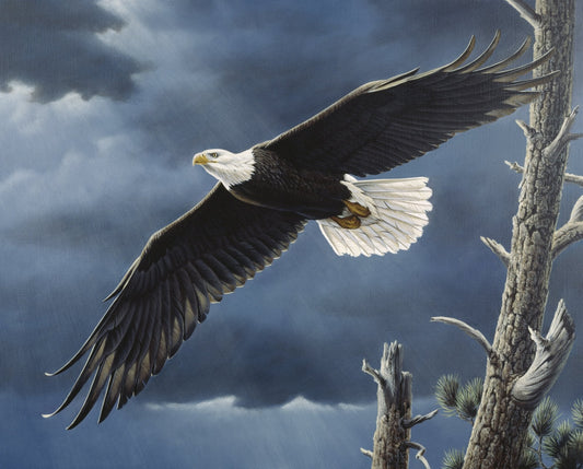 Soaring Wings Eagle Panel 36" Digitally Printed Multi David Textiles Cotton Fabric DT-AL-4233-0C-1