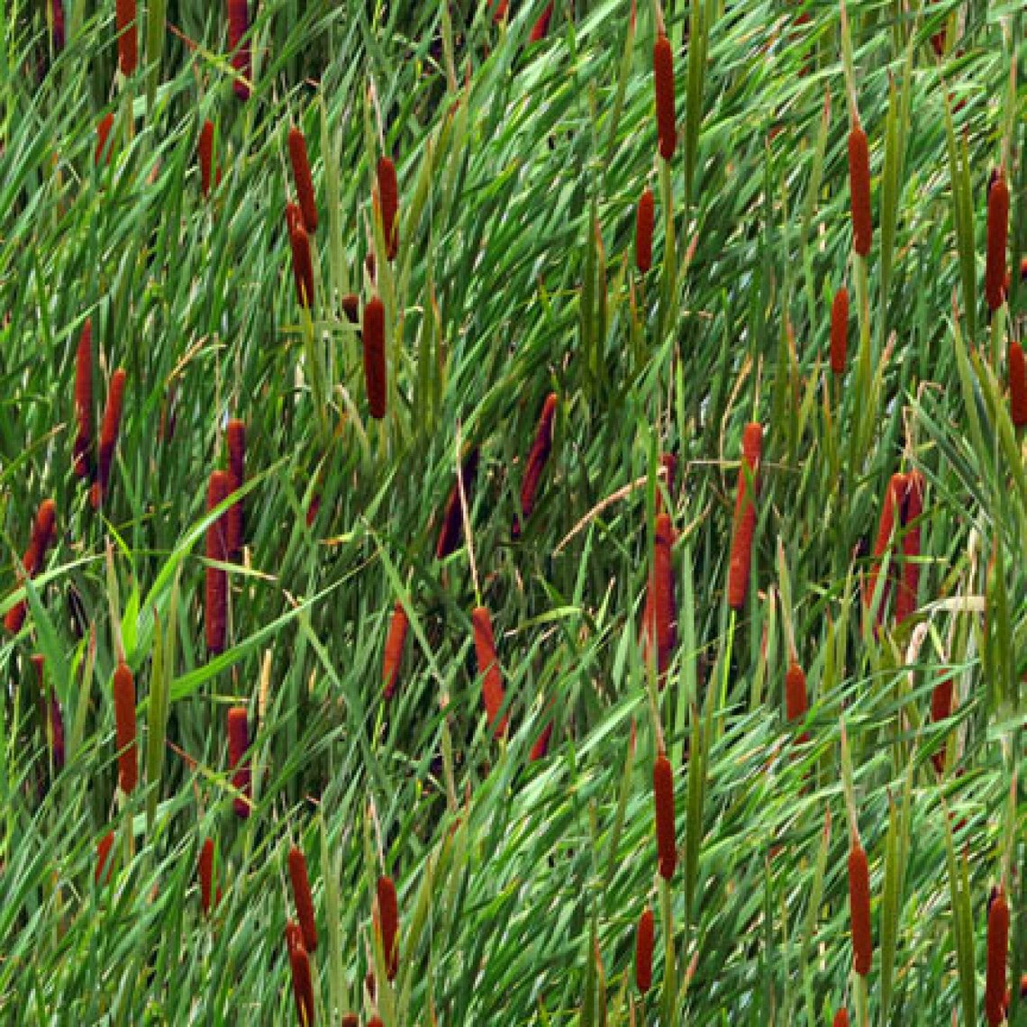 Tall Grass Cattails the Marsh Landscape Medley Elizabeth's Studio Cotton Fabric