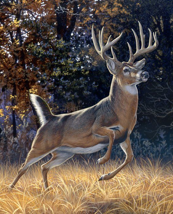 Startled Whitetail buck deer hunting 36" Panel David Textiles Cotton Fabric